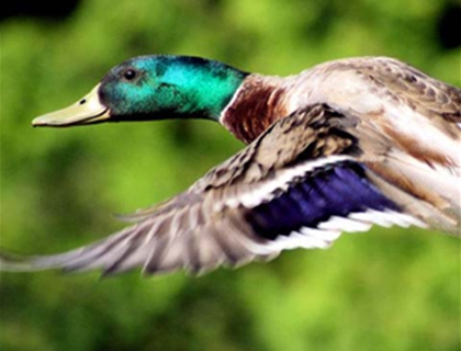 Museo Ornitologico e delle Scienze Naturali